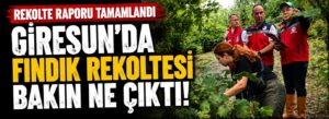 Giresun’da fındık rekoltesi bakın ne çıktı!