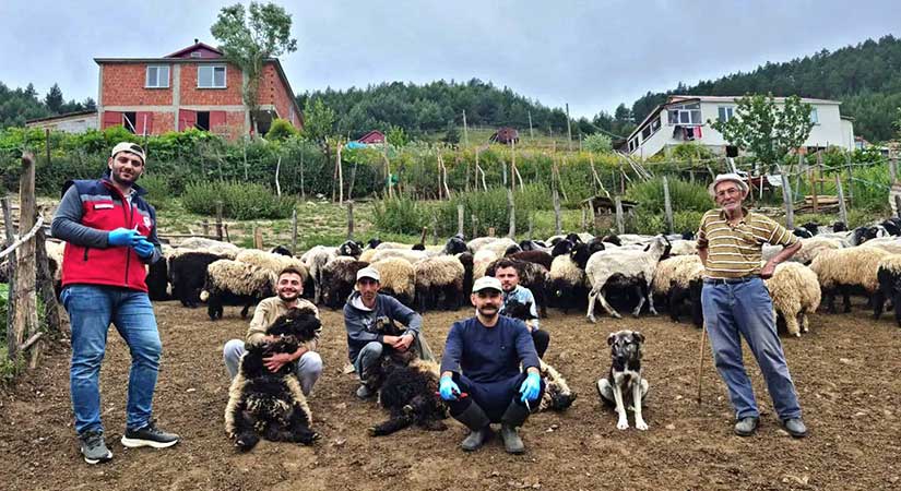 Mobil veteriner ekipleri sahada
