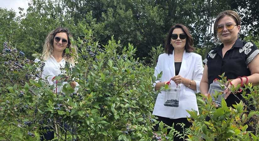 Bulancak’ta maviyemiş hasadı yapıldı