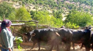 Giresun’da yetiştiricilere 20 gebe düve teslim edildi