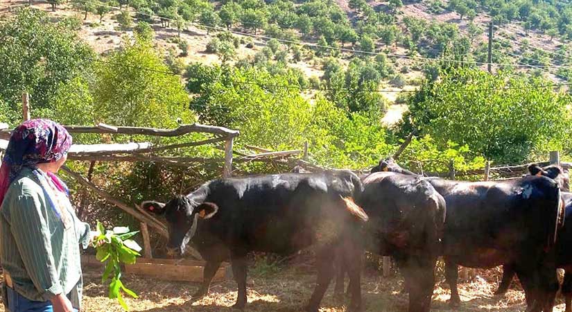 Giresun’da yetiştiricilere 20 gebe düve teslim edildi