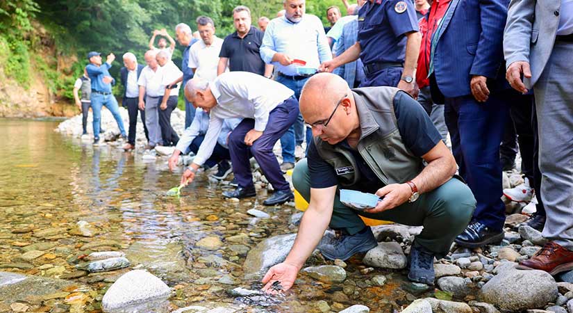 Dereli’nin derelerine alabalık takviyesi