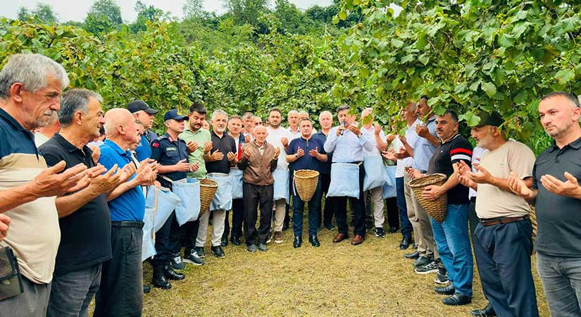 Espiye’de sezonun ilk fındıkları harmana indi