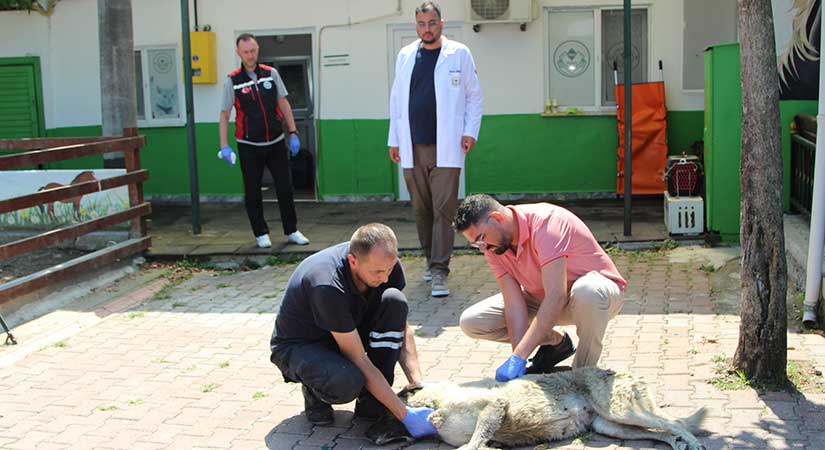 Cipin ezdiği köpek tedavi altına alındı