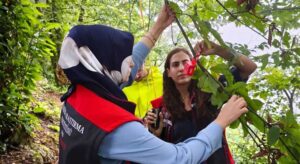Kokarcaya karşı çalışma şimdi hızlandı