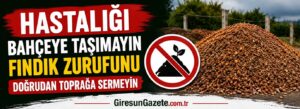 Fındık zurufunu doğrudan toprağa sermeyin