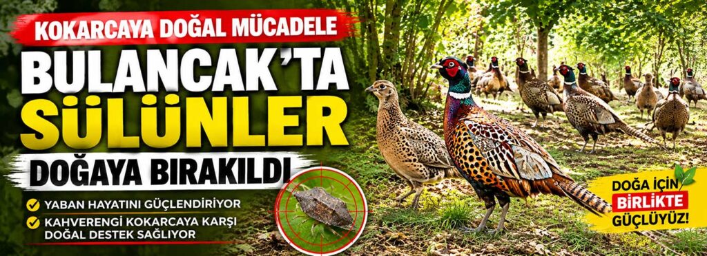 Bulancak’ta sülünler doğaya bırakıldı