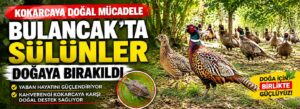 Bulancak’ta sülünler doğaya bırakıldı