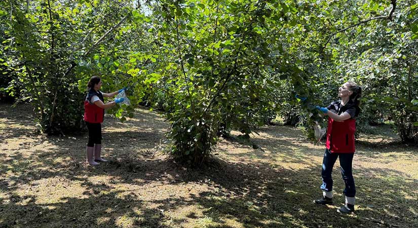 Dal-kafes çalışmaları tamamlandı, numuneler laboratuvara gönderildi