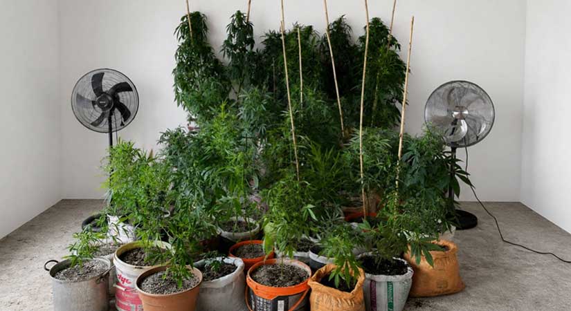 Evinde 63 kök kenevir ele geçirildi