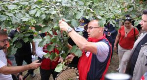Giresun’da fındık sezonu başladı