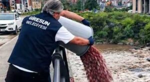 Giresun’da 700 kilo balık atığı çöpe gitmedi