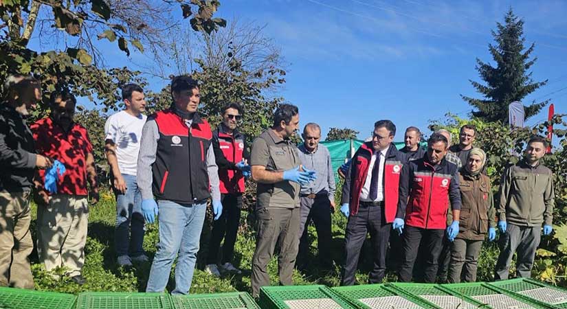 Tirebolu’da 400 sülün doğaya bırakıldı