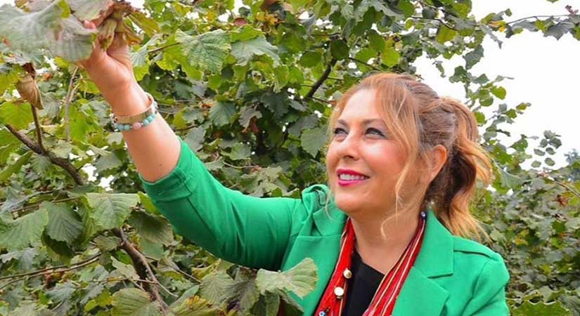 Gezmiş: Fındık üreticisi düşük fiyata mahkûm ediliyor