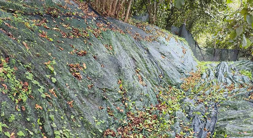 Fındıkta file sistemi işçilikten yüzde 70 tasarruf sağlıyor
