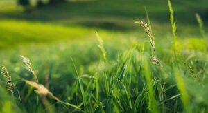 Giresun Üniversitesi GreenMetric’te dünyada ilk 1000’e girdi