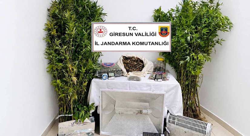 Giresun’da evinde esrar ele geçirilen şüpheli tutuklandı