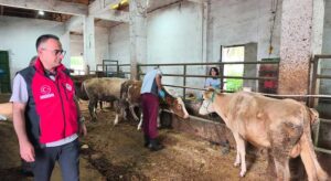 Giresun’da şap aşılaması için sahaya çıkıldı