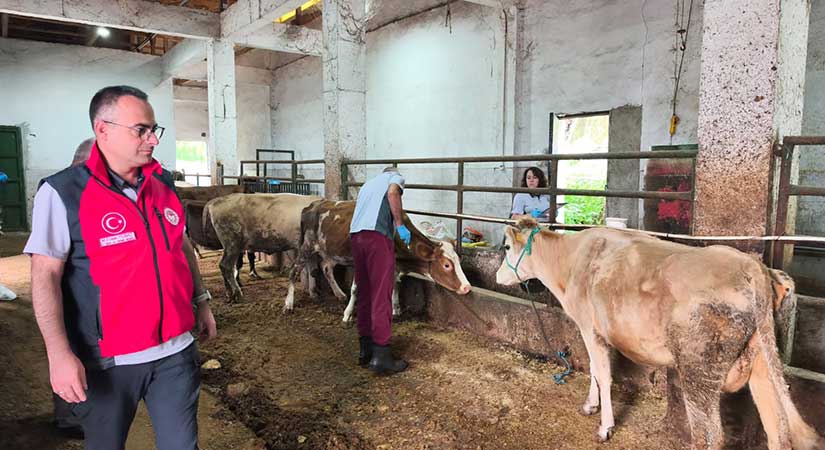 Giresun’da şap aşılaması için sahaya çıkıldı