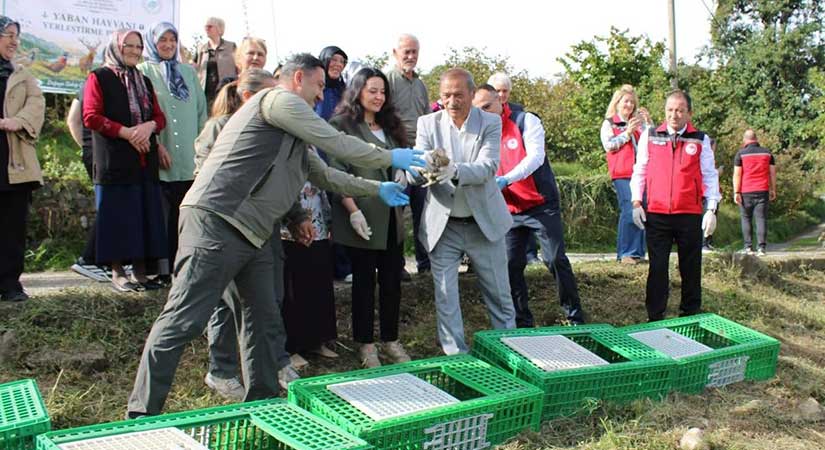 Keşap’ta kahverengi kokarcaya karşı sülünler devrede