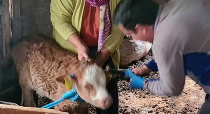 Piraziz’de aşılama, küpeleme ve arılı kovan sayımı sürüyor